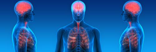 illustration des zones du cerveau mobilisés pour la respiration