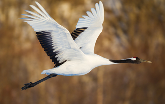 Vol d'oie pour suggérer mes respirations