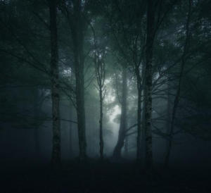 forêt sombre