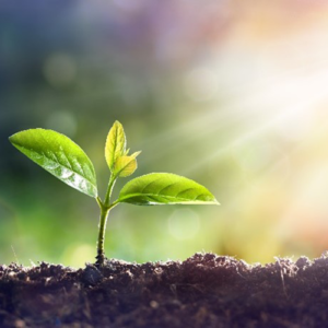 plante qui pousse