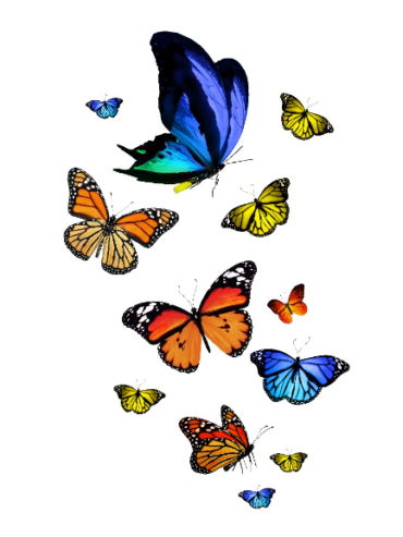 Papillons de toutes les couleurs