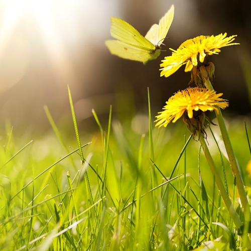 Fleurs et papillons