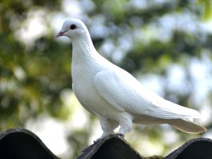 colombe