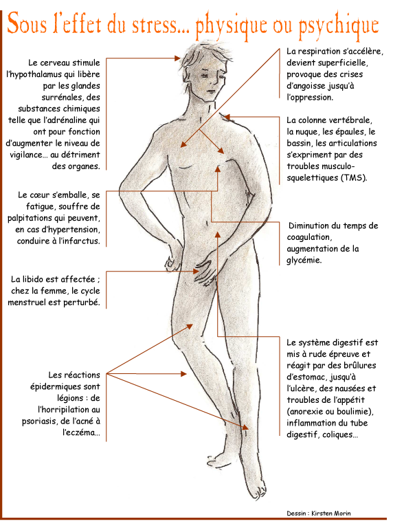 graphique des effets du stress sur le corps