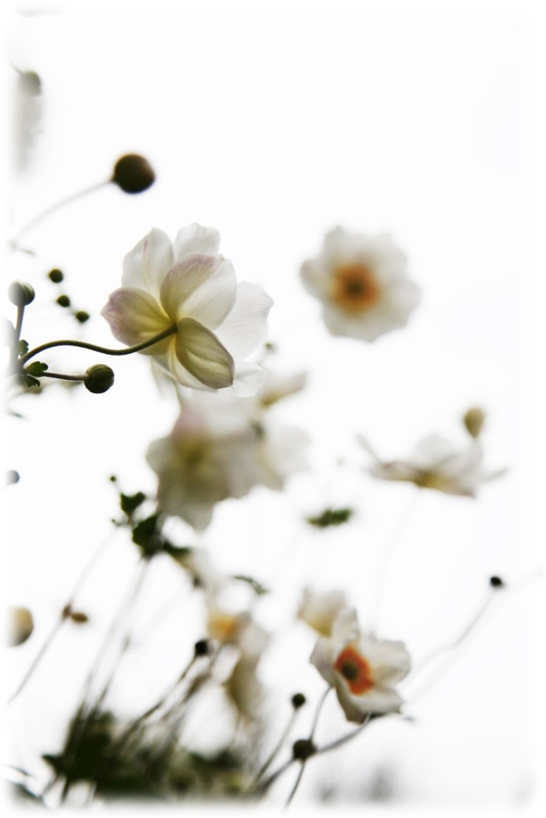 Fleurs blanches