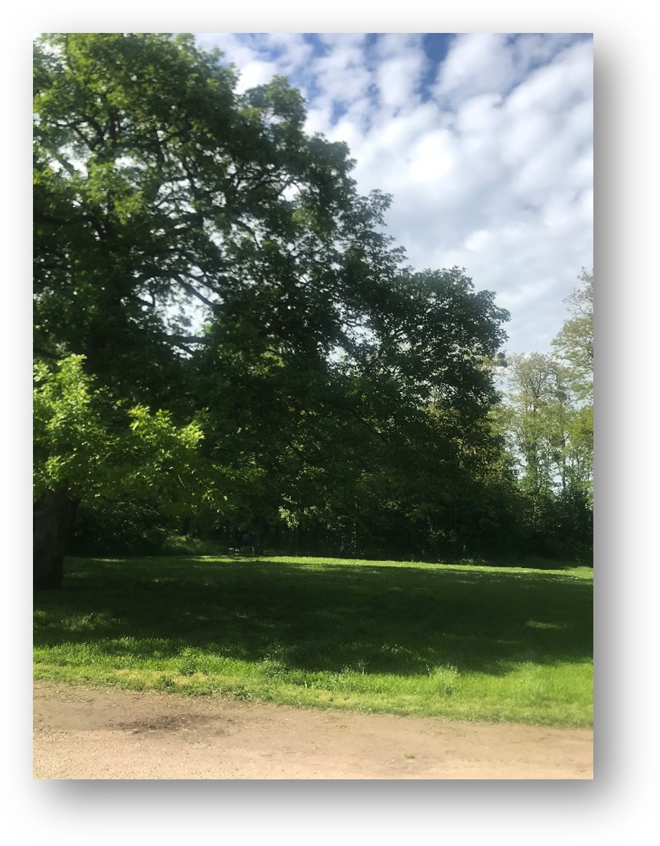 Forêt de Clamart Meudon