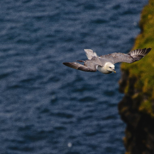 mouette